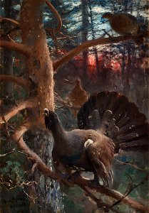 Bruno Liljefors - Tjäderlek 1885