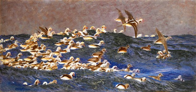 Bruno Liljefors - Long-tailed Ducks in the outer archipelago 1911