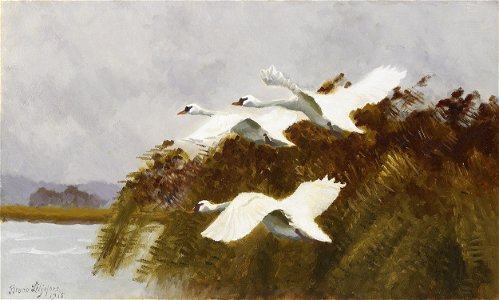 Bruno Liljefors - Streching swans 1915. Free illustration for personal and commercial use.
