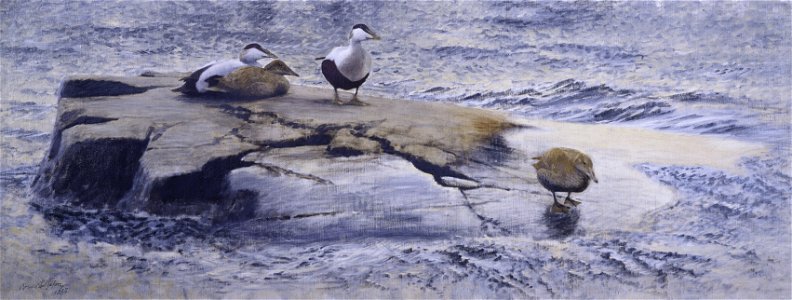 Bruno Liljefors Eiders on the Skerry Thielska 271