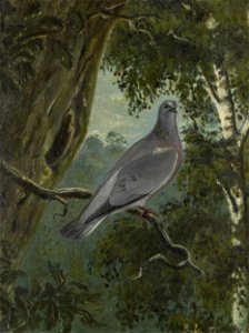 Bruno Liljefors Stock Dove Thielska 227