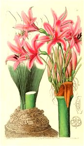 Brunsvigia slateriana
