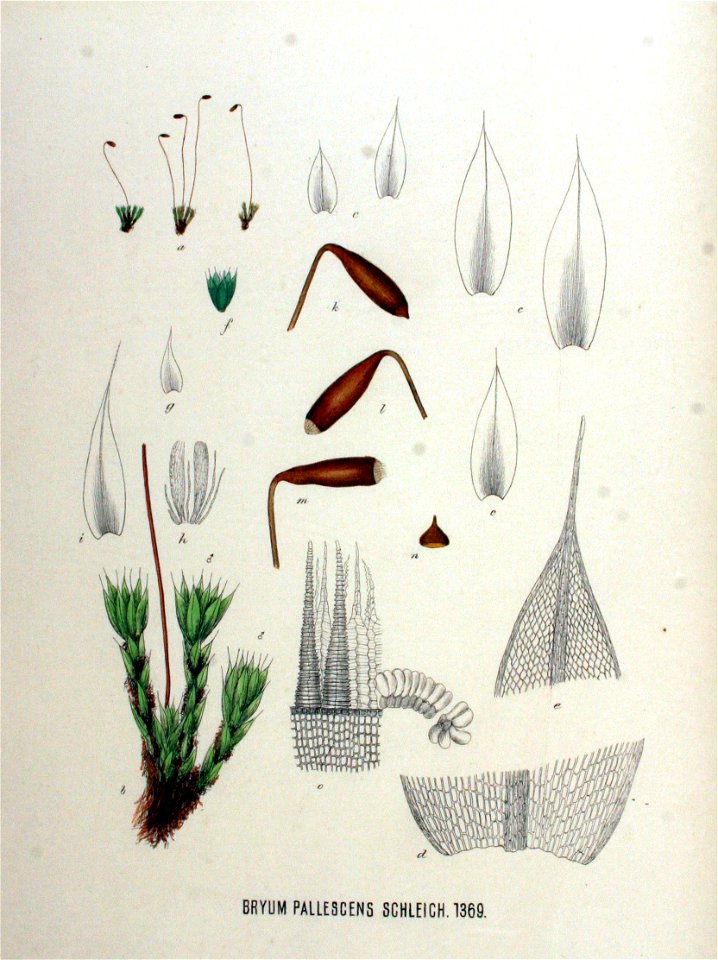 Bryum pallescens — Flora Batava — Volume v18