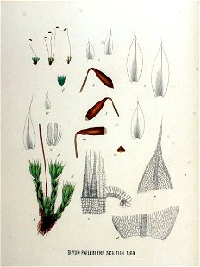 Bryum pallescens — Flora Batava — Volume v18