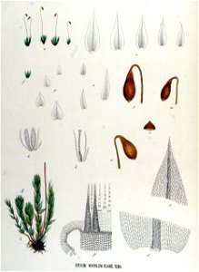 Bryum warneum — Flora Batava — Volume v17