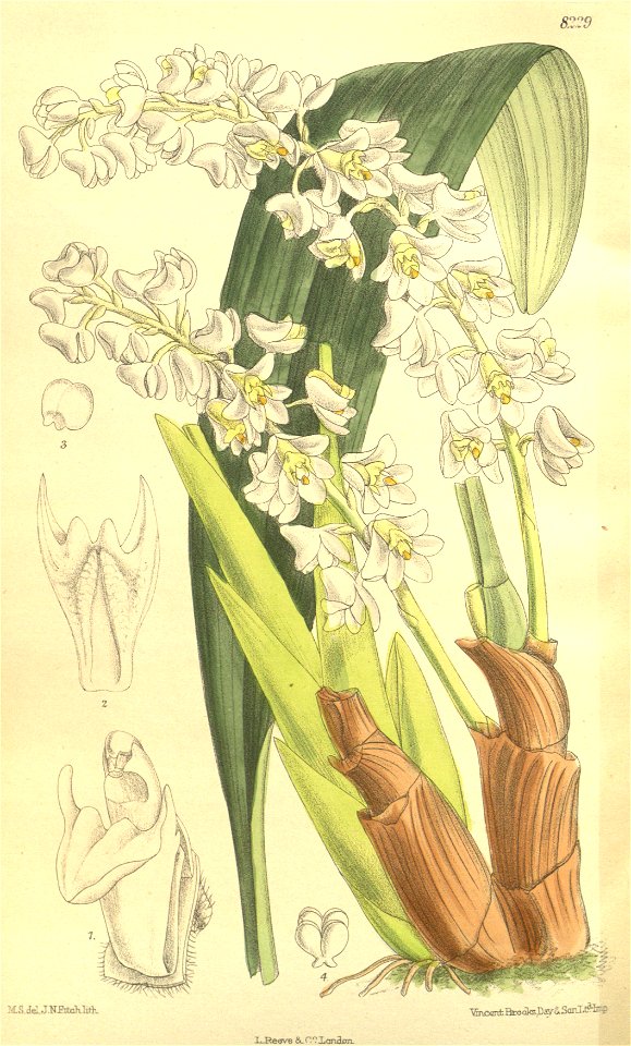 Bryobium hyacinthoides (as Eria hyacinthoides) - Curtis' 134 (Ser. 4 no. 4) pl. 8229 (1908)