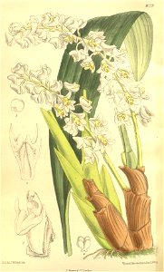 Bryobium hyacinthoides (as Eria hyacinthoides) - Curtis' 134 (Ser. 4 no. 4) pl. 8229 (1908). Free illustration for personal and commercial use.