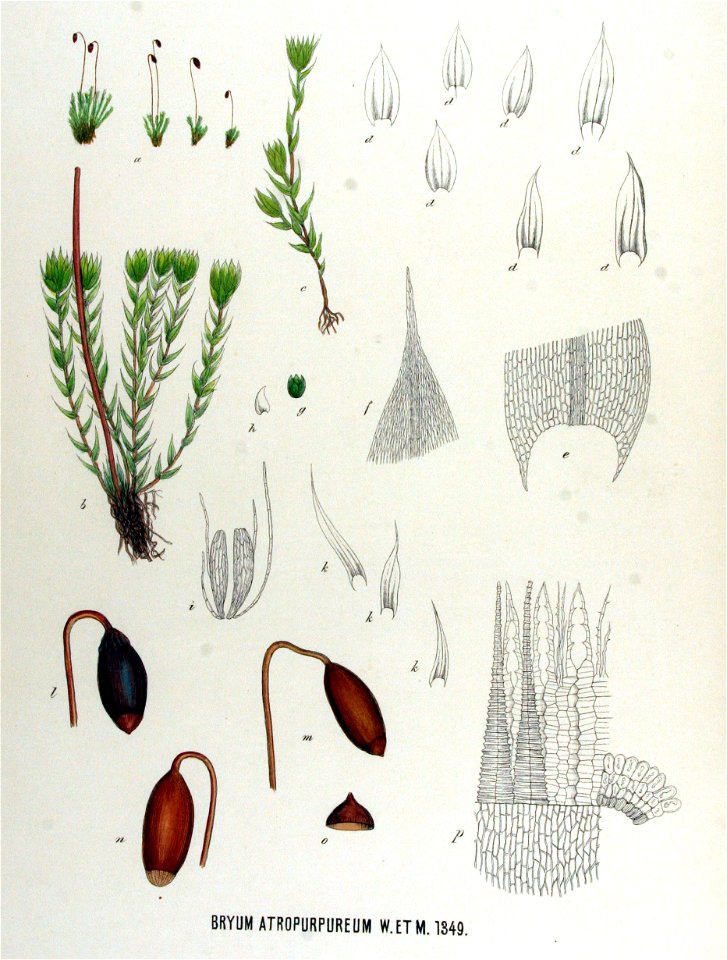 Bryum atropurpureum — Flora Batava — Volume v17. Free illustration for personal and commercial use.