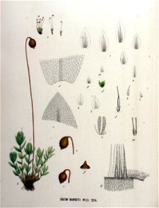 Bryum marratii — Flora Batava — Volume v16