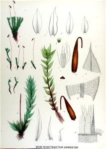Bryum pseudo-triquetrum — Flora Batava — Volume v17
