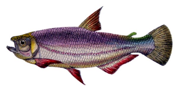 Brycon amazonicus de Castelnau