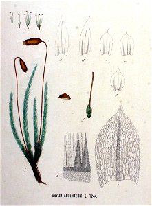 Bryum argenteum — Flora Batava — Volume v16