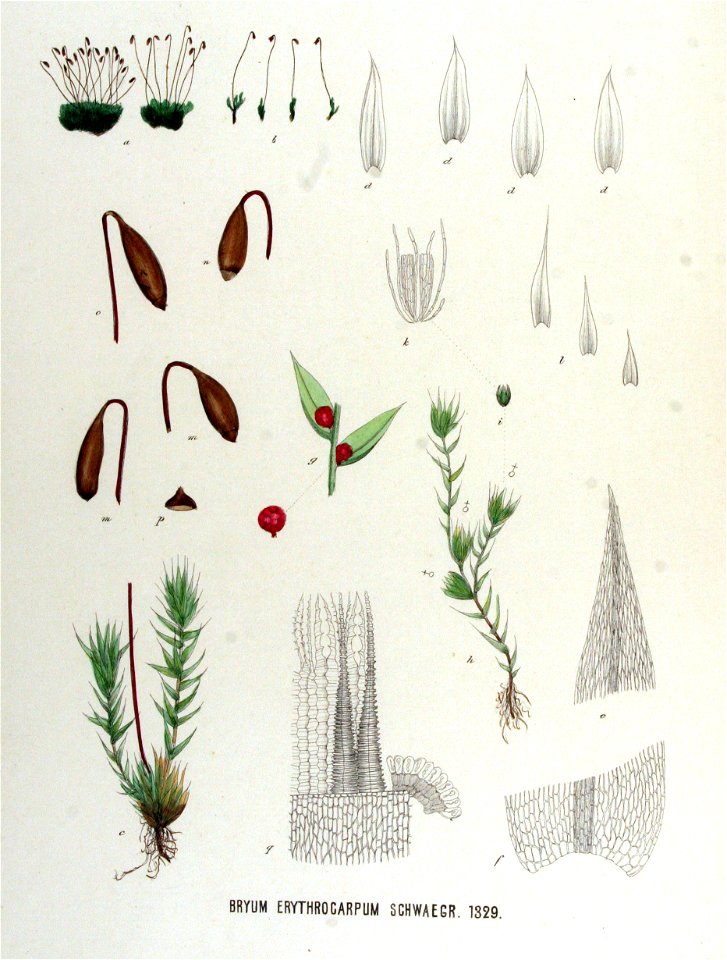 Bryum erythrocarpum — Flora Batava — Volume v17. Free illustration for personal and commercial use.