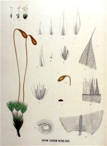 Bryum luridum — Flora Batava — Volume v16