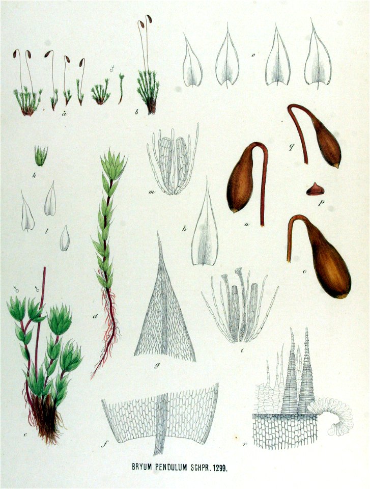 Bryum pendulum — Flora Batava — Volume v17