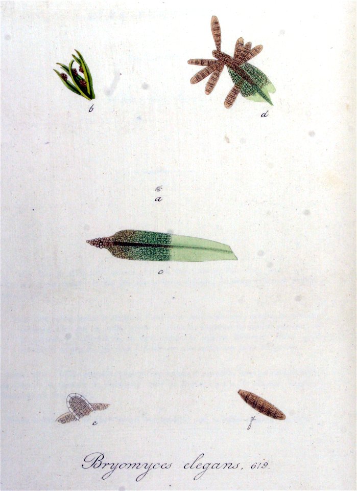 Bryomyces elegans — Flora Batava — Volume v8