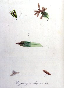 Bryomyces elegans — Flora Batava — Volume v8