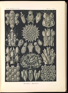 Bryozoa. - Woostiere LCCN2015648919