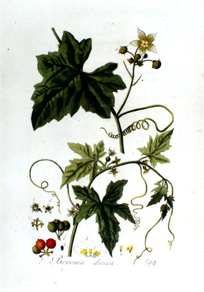 Bryonia dioica — Flora Batava — Volume v2