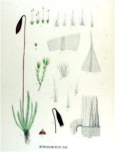 Bryum badium — Flora Batava — Volume v17. Free illustration for personal and commercial use.