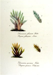 Bryum glaucum — Flora Batava — Volume v12