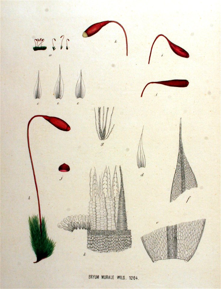 Bryum murale — Flora Batava — Volume v16