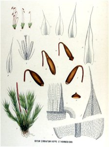 Bryum cirrhatum — Flora Batava — Volume v17. Free illustration for personal and commercial use.
