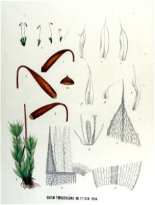 Bryum torquescens — Flora Batava — Volume v17