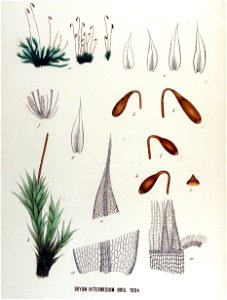 Bryum intermedium — Flora Batava — Volume v17. Free illustration for personal and commercial use.