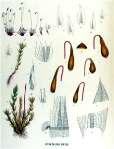 Bryum pallens — Flora Batava — Volume v17