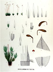 Bryum uliginosum — Flora Batava — Volume v17. Free illustration for personal and commercial use.