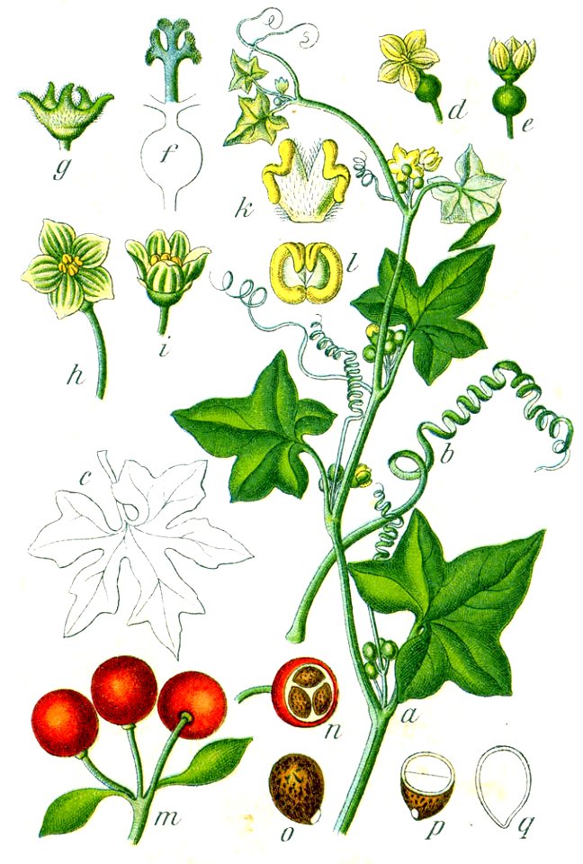 Bryonia dioica Sturm64