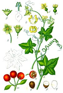 Bryonia dioica Sturm64