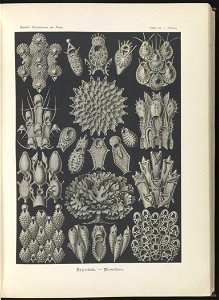 Bryozoa. - Woostiere LCCN2015648919