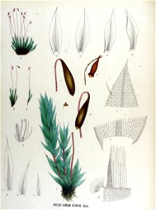 Bryum bimum — Flora Batava — Volume v17