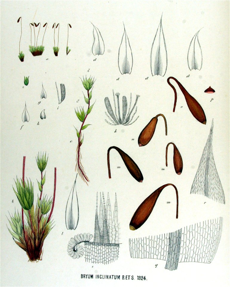 Bryum inclinatum — Flora Batava — Volume v17