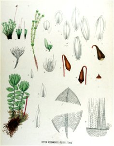 Bryum neodamense — Flora Batava — Volume v17