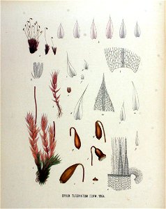 Bryum turbinatum — Flora Batava — Volume v18. Free illustration for personal and commercial use.