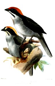 BuarremonSmit1875
