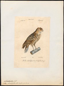 Bubo ascalaphus - 1842-1848 - Print - Iconographia Zoologica - Special Collections University of Amsterdam - UBA01 IZ18400105