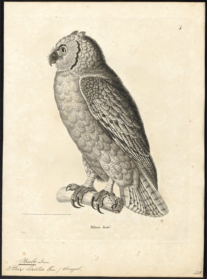 Bubo lacteus - 1700-1880 - Print - Iconographia Zoologica - Special Collections University of Amsterdam - UBA01 IZ18400097