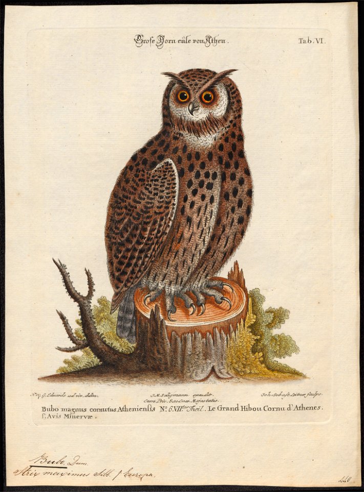Bubo maximus - 1700-1880 - Print - Iconographia Zoologica - Special Collections University of Amsterdam - UBA01 IZ18400073