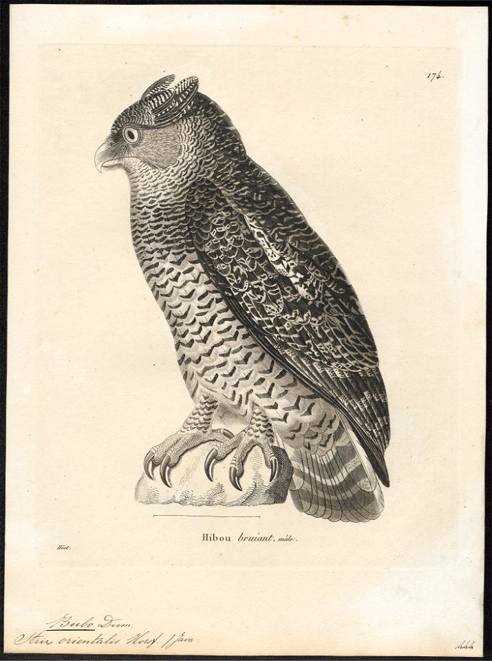 Bubo orientalis - 1700-1880 - Print - Iconographia Zoologica - Special Collections University of Amsterdam - UBA01 IZ18400095