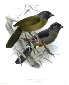 BuarremonKeulemans