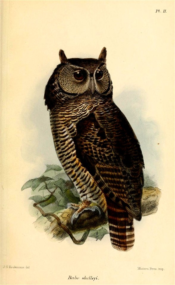 BuboShelleyiKeulemans