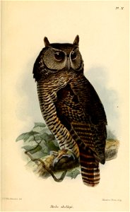 BuboShelleyiKeulemans