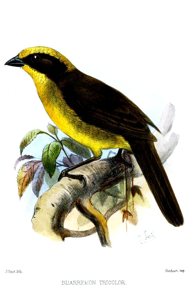 BuarremonTricolorSmit 1874