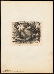 Bubo capensis - 1700-1880 - Print - Iconographia Zoologica - Special Collections University of Amsterdam - UBA01 IZ18400083
