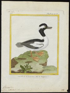Bucephala albeola - 1700-1880 - Print - Iconographia Zoologica - Special Collections University of Amsterdam - UBA01 IZ17700059