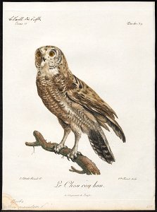 Bubo maculosus - 1796-1808 - Print - Iconographia Zoologica - Special Collections University of Amsterdam - UBA01 IZ18400103